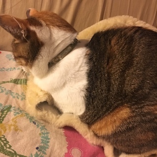 190101にゃおこ.jpeg