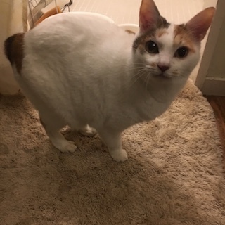 190101チャコ2.jpeg