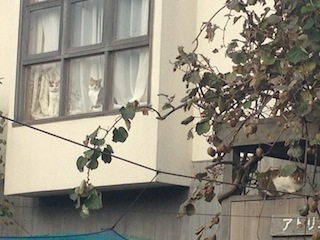 131109-猫.jpg