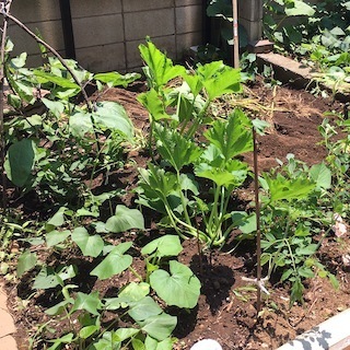 170710畑.jpg