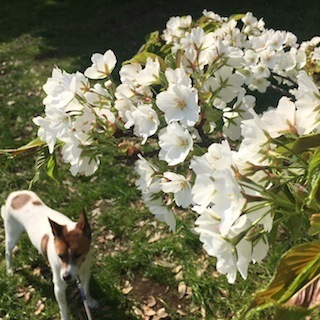 180405o.JPG