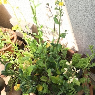 190320葉物.jpg