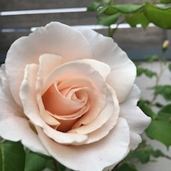 190509ばら.jpg